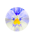 violas saying AHOY！（個別スタンプ：5）