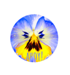 violas saying AHOY！（個別スタンプ：6）