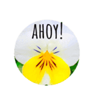 violas saying AHOY！（個別スタンプ：8）