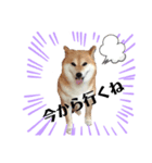 柴犬の可愛いスタンプです（個別スタンプ：1）