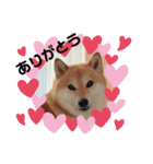 柴犬の可愛いスタンプです（個別スタンプ：2）