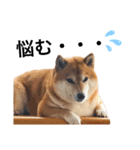 柴犬の可愛いスタンプです（個別スタンプ：3）