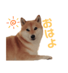 柴犬の可愛いスタンプです（個別スタンプ：4）