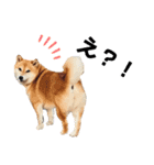 柴犬の可愛いスタンプです（個別スタンプ：6）