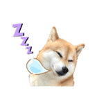 柴犬の可愛いスタンプです（個別スタンプ：7）