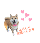 柴犬の可愛いスタンプです（個別スタンプ：8）