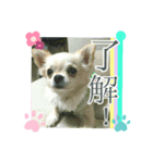 りんこじさく①（個別スタンプ：1）