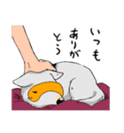 めがねいぬ（個別スタンプ：24）
