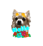 CHI HUA HUA  WOLF  3（個別スタンプ：1）