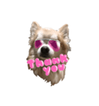 CHI HUA HUA  WOLF  3（個別スタンプ：6）