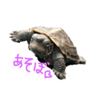 我が家のカメたち。第7弾（個別スタンプ：1）