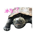 我が家のカメたち。第7弾（個別スタンプ：3）