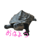 我が家のカメたち。第7弾（個別スタンプ：4）