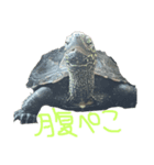 我が家のカメたち。第7弾（個別スタンプ：5）