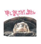 我が家のカメたち。第7弾（個別スタンプ：6）