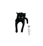 黒猫とキジトラ（個別スタンプ：1）