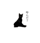 黒猫とキジトラ（個別スタンプ：2）