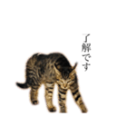 黒猫とキジトラ（個別スタンプ：3）