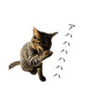 黒猫とキジトラ（個別スタンプ：4）