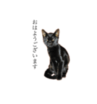 黒猫とキジトラ（個別スタンプ：5）