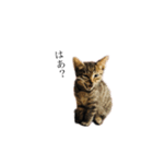 黒猫とキジトラ（個別スタンプ：7）
