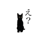 黒猫とキジトラ（個別スタンプ：8）