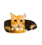 ねこと、ねこ。2（個別スタンプ：3）
