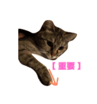 ねこと、ねこ。2（個別スタンプ：4）