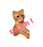 ねこと、ねこ。2（個別スタンプ：5）