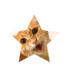 ねこと、ねこ。2（個別スタンプ：6）