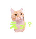 ねこと、ねこ。2（個別スタンプ：7）