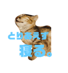 ねこと、ねこ。2（個別スタンプ：8）