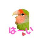 小桜インコ ラッキー時々マメルリハ そら（個別スタンプ：1）
