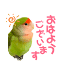 小桜インコ ラッキー時々マメルリハ そら（個別スタンプ：2）