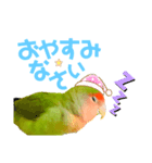 小桜インコ ラッキー時々マメルリハ そら（個別スタンプ：3）