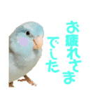 小桜インコ ラッキー時々マメルリハ そら（個別スタンプ：6）