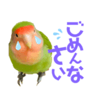 小桜インコ ラッキー時々マメルリハ そら（個別スタンプ：7）