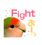 小桜インコ ラッキー時々マメルリハ そら（個別スタンプ：8）