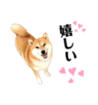 柴犬のシンプルなスタンプ2（個別スタンプ：1）