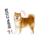 柴犬のシンプルなスタンプ2（個別スタンプ：2）