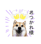 柴犬のシンプルなスタンプ2（個別スタンプ：3）