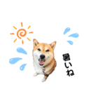 柴犬のシンプルなスタンプ2（個別スタンプ：6）