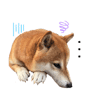 柴犬のシンプルなスタンプ2（個別スタンプ：8）