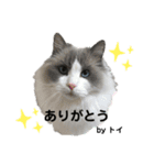 Zivaにゃんず（個別スタンプ：1）