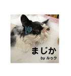 Zivaにゃんず（個別スタンプ：7）