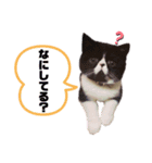 トイ/アビー（個別スタンプ：6）