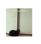 わが家のクロネコ（個別スタンプ：4）
