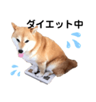 柴犬のシンプルなスタンプ3（個別スタンプ：1）