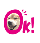 柴犬のシンプルなスタンプ3（個別スタンプ：4）