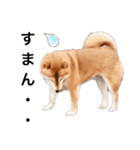 柴犬のシンプルなスタンプ3（個別スタンプ：8）